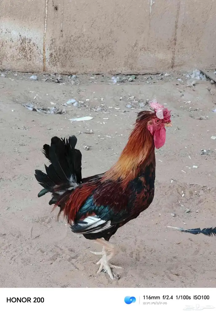 ديك بلدي الون أحمر عربي قديم 1