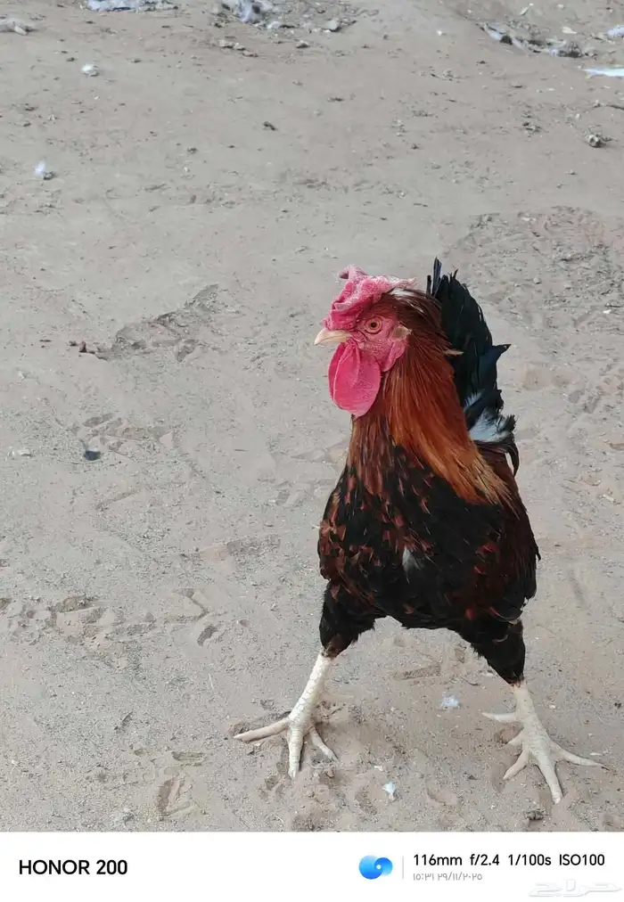 ديك بلدي الون أحمر عربي قديم 7