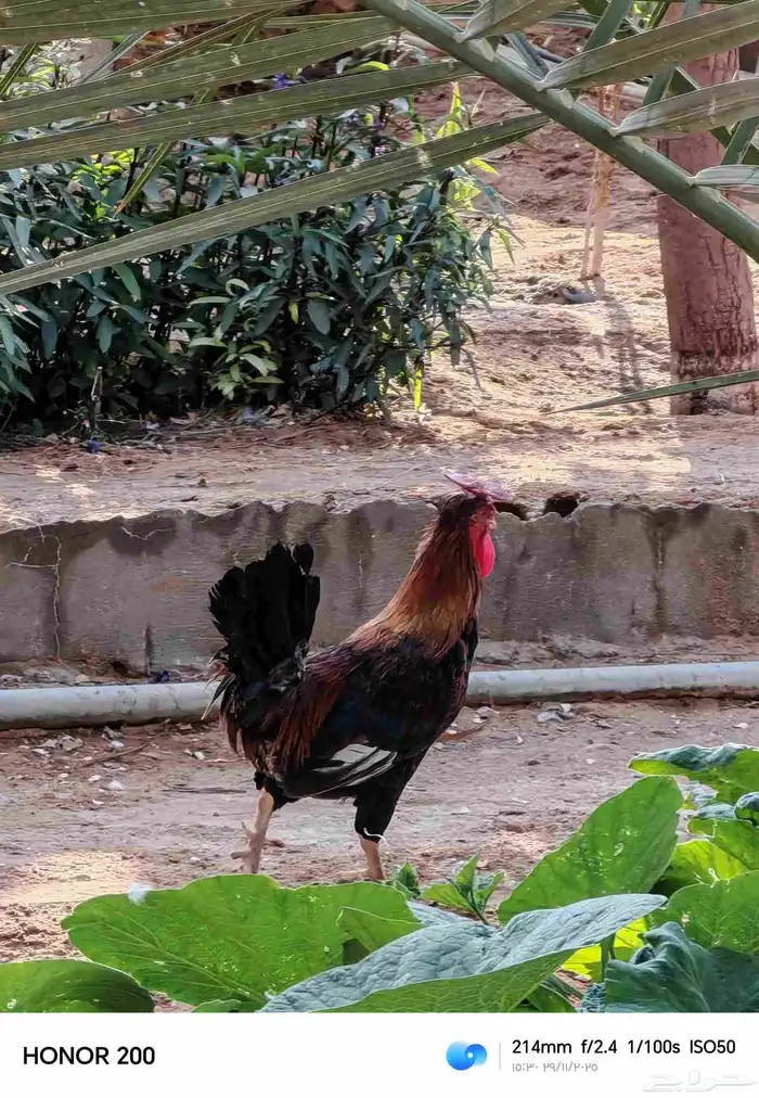 ديك بلدي الون أحمر عربي قديم 6