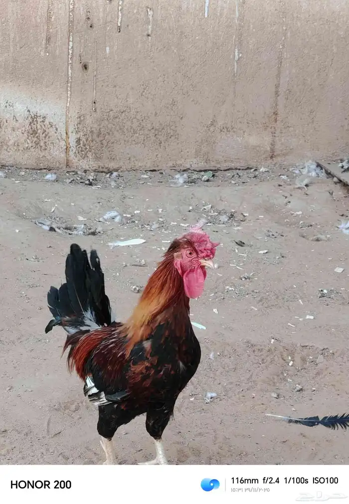 ديك بلدي الون أحمر عربي قديم 3