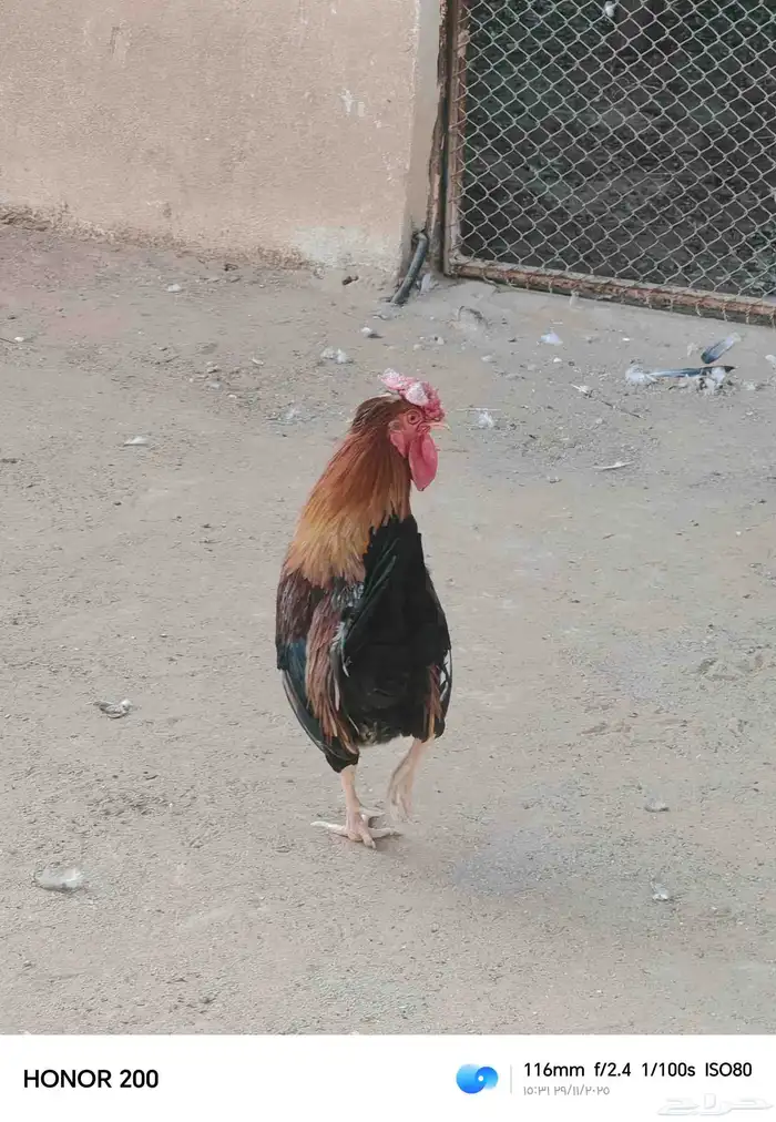 ديك بلدي الون أحمر عربي قديم 5