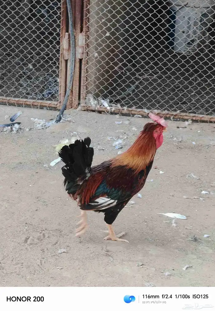 ديك بلدي الون أحمر عربي قديم 4