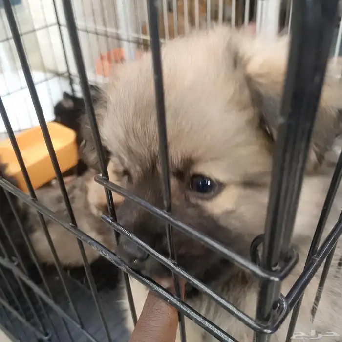 كلب بومارينيان للبيع 4