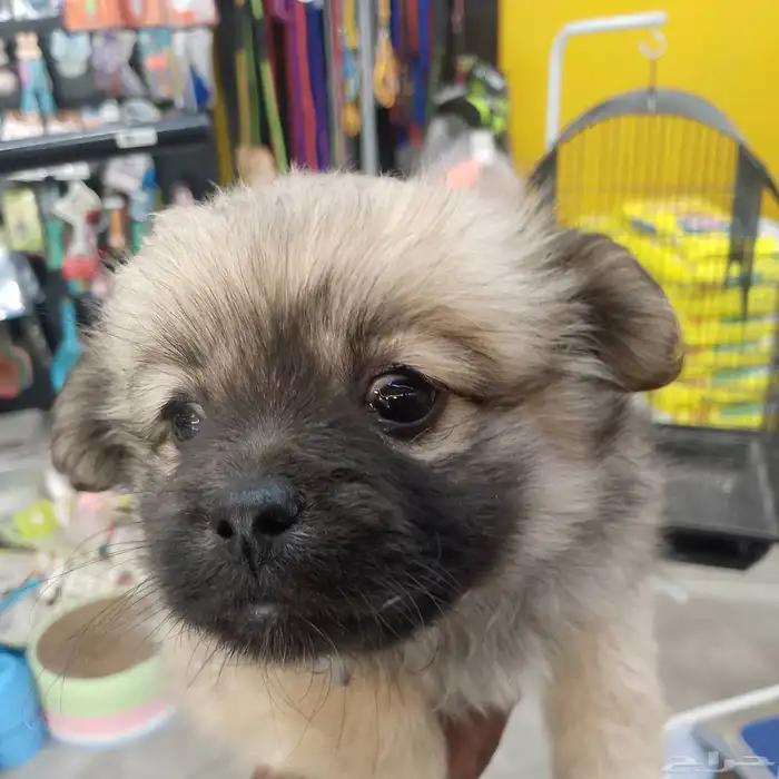 كلب بومارينيان للبيع 0