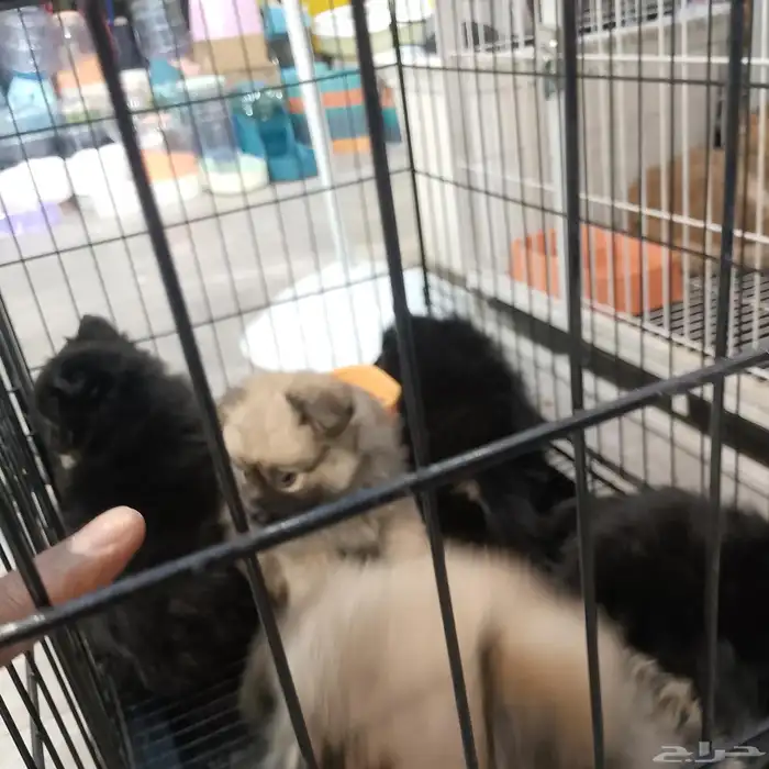 كلب بومارينيان للبيع 3