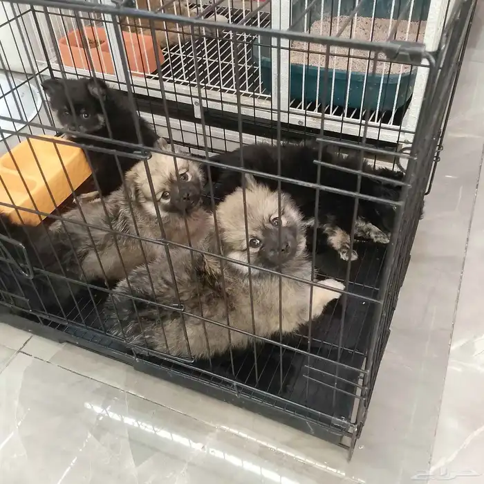 كلب بومارينيان للبيع 5