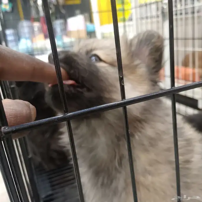 كلب بومارينيان للبيع 2