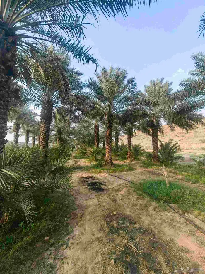 نخل للبيع ومن اجود انواع النخيل 4