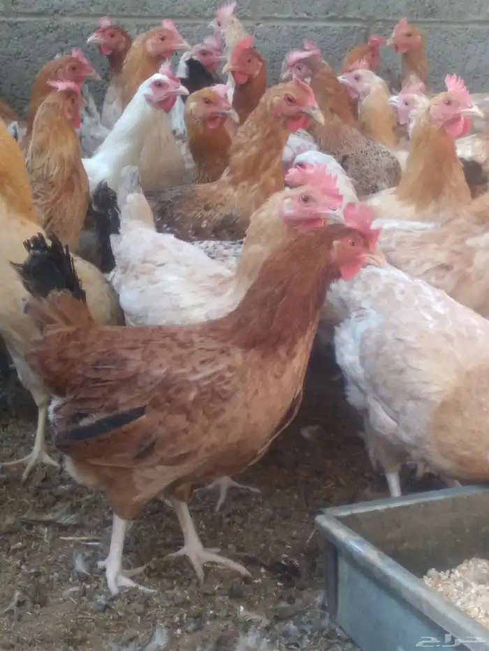 دجاج بلدي بياض 0