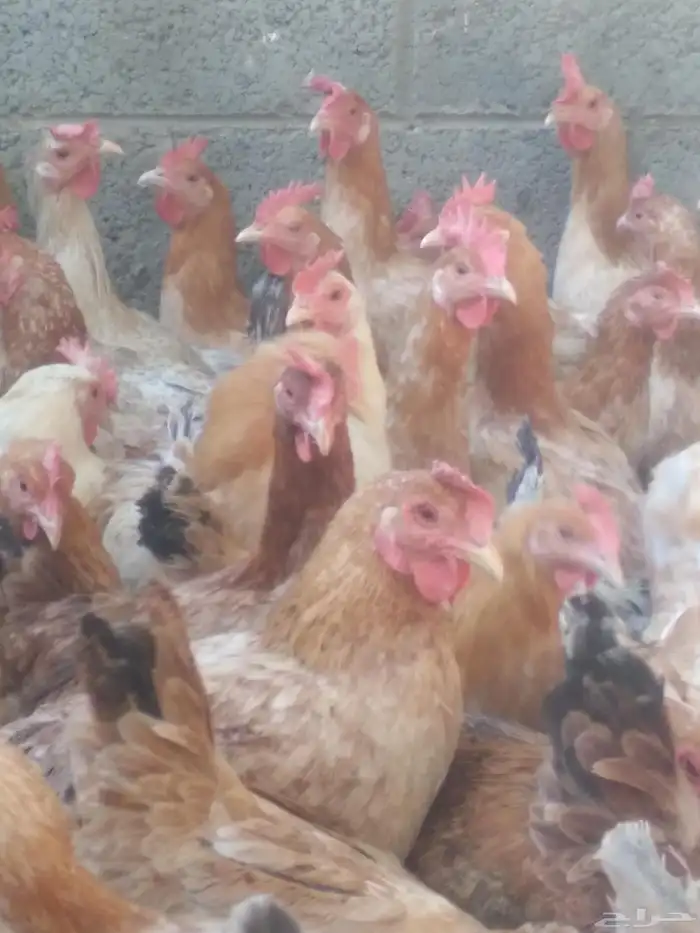 دجاج بلدي بياض 2