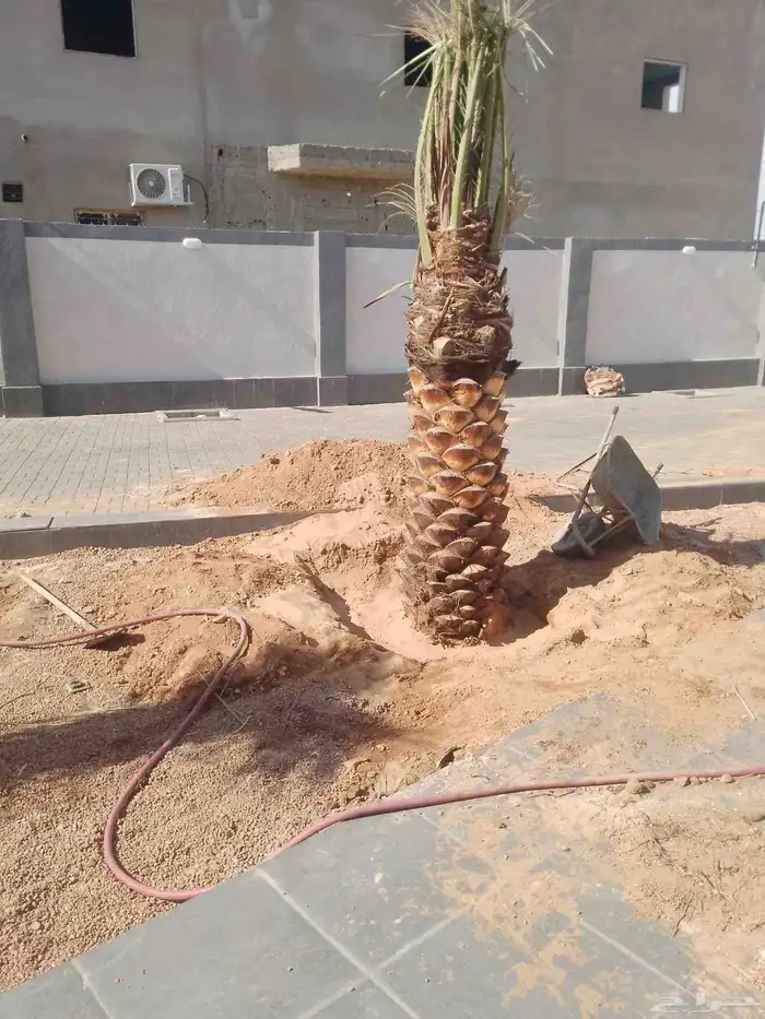 نخل للبيع متواجد في مكه اخلاص برحي سكري صقعي 2