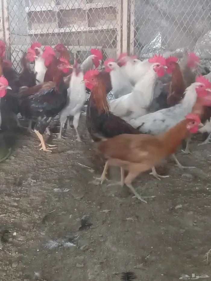 جميع انواع الدجاج 0