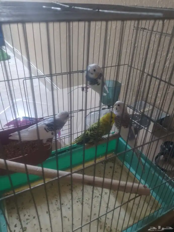 جوز بادجي مع عياله 0