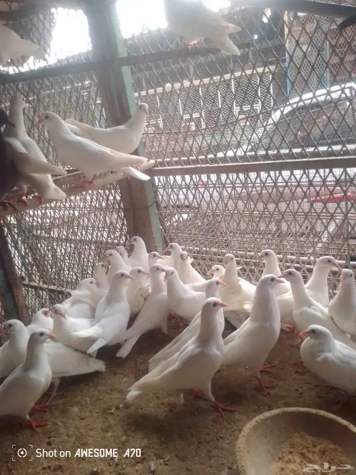 زغاليل فرنصي الزوج 25 جده الخره الحلقه 0