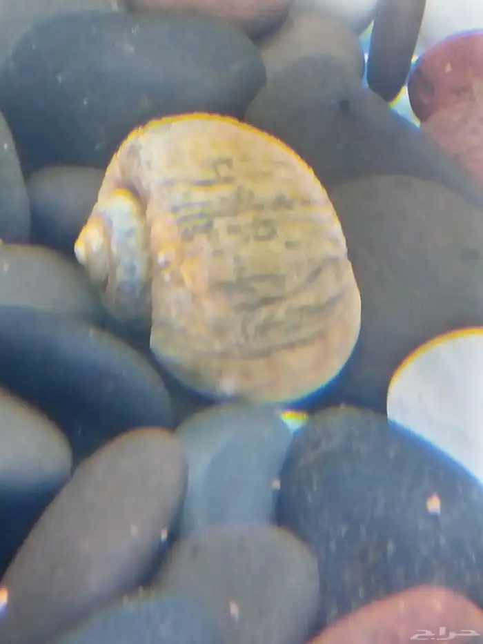 حلزون وأسماك قرش 4