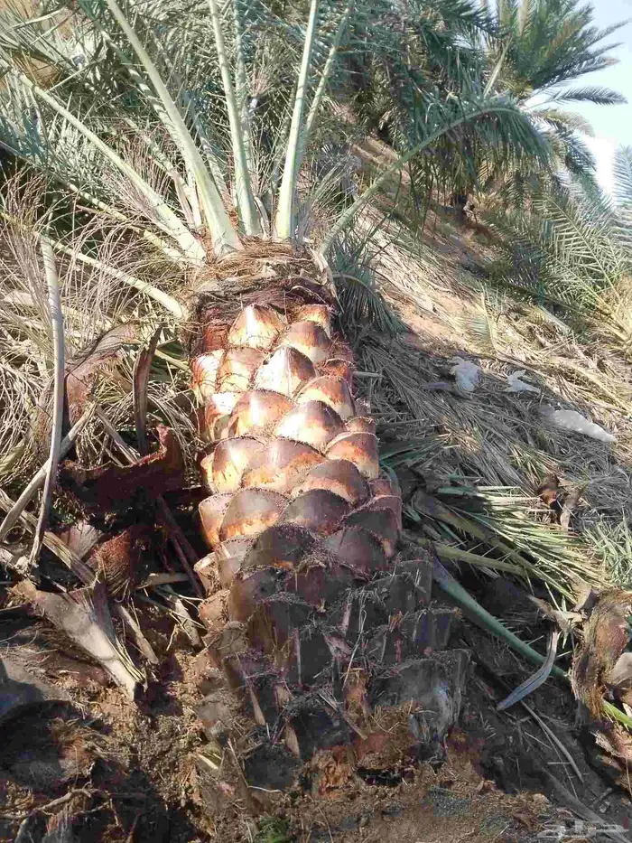 نخل للبيع متواجد في مكه اخلاص برحي سكري صقعي 0