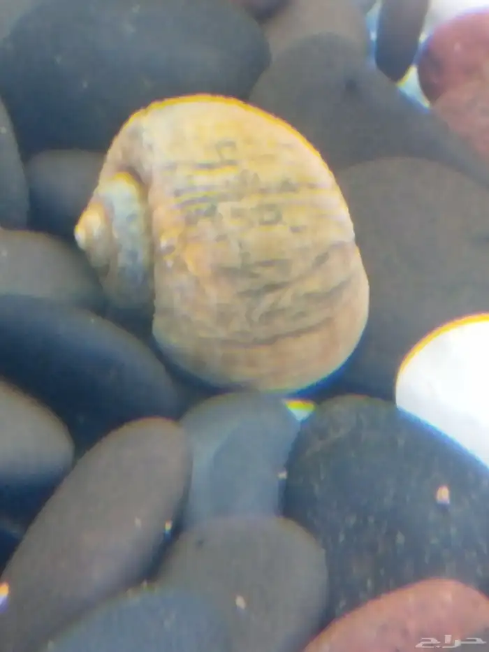 حلزون وأسماك قرش 3