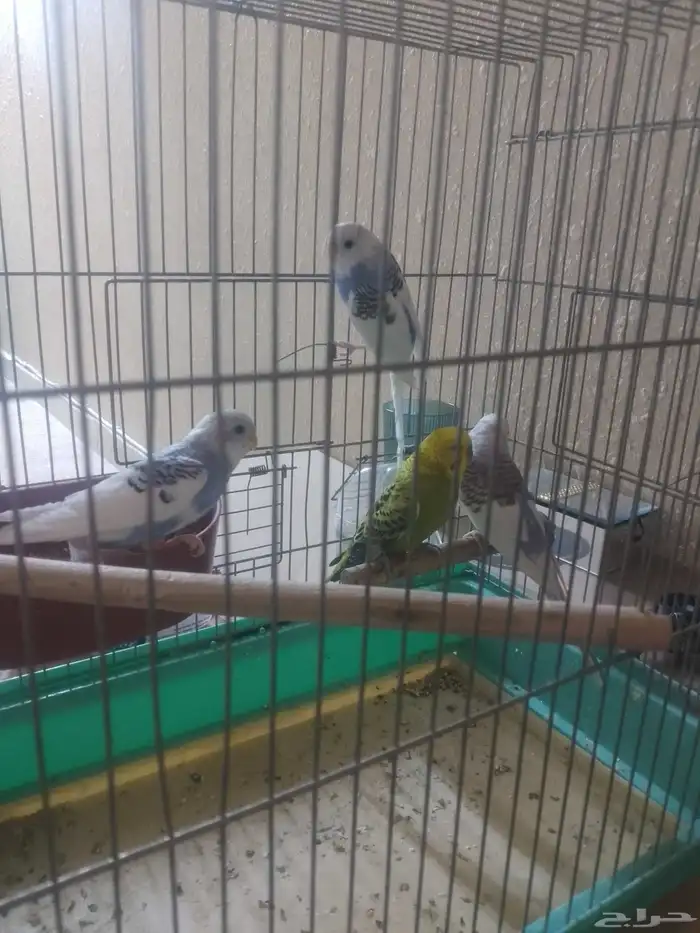 جوز بادجي مع عياله 1