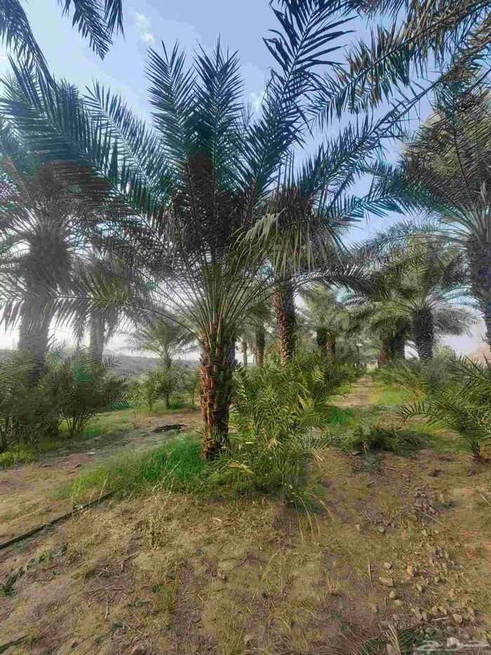نخل للبيع ومن اجود انواع النخيل 8