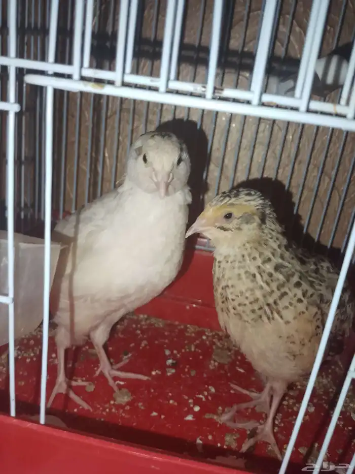 سمان للبيع 0