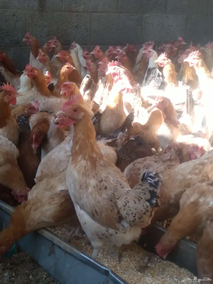 دجاج بلدي بياض 3