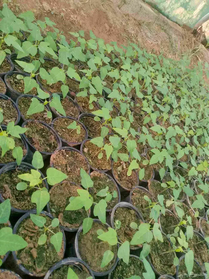 بباي ردلدي للبيع احجزنعطيك بسعر اقل 2