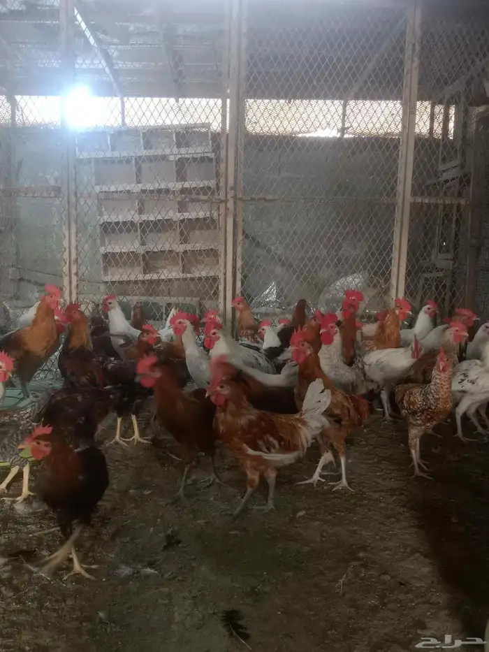 جميع انواع الدجاج 1