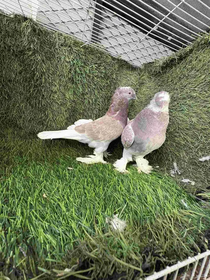 زوج تركي تفاحي 0