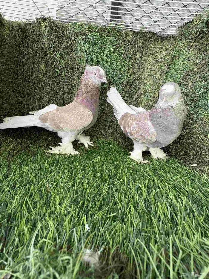 زوج تركي تفاحي 4