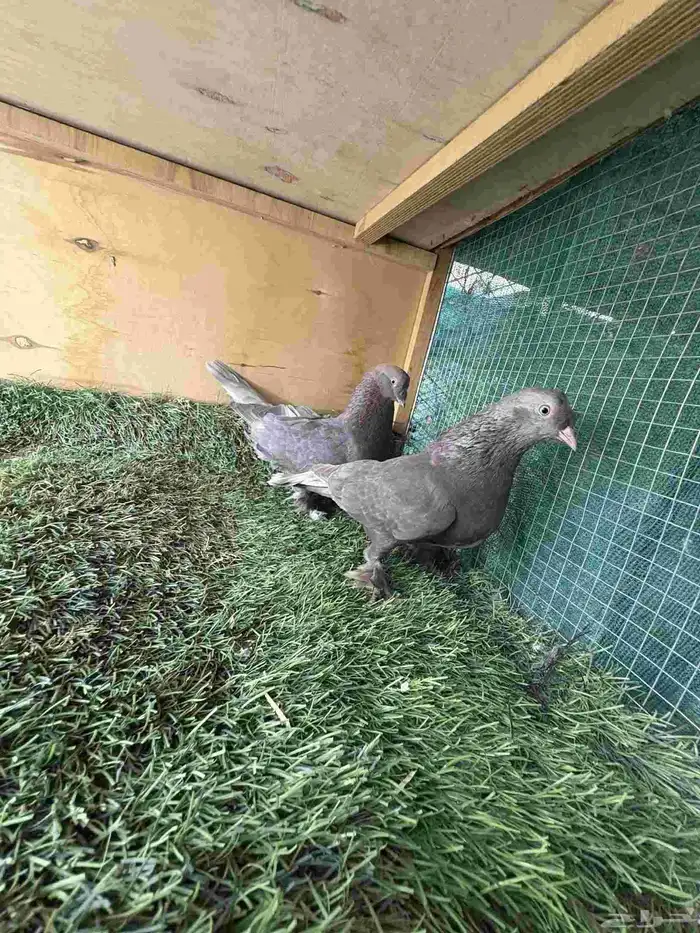 زوج تركي كرست 1