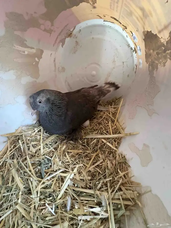 زوج تركي كرست 5