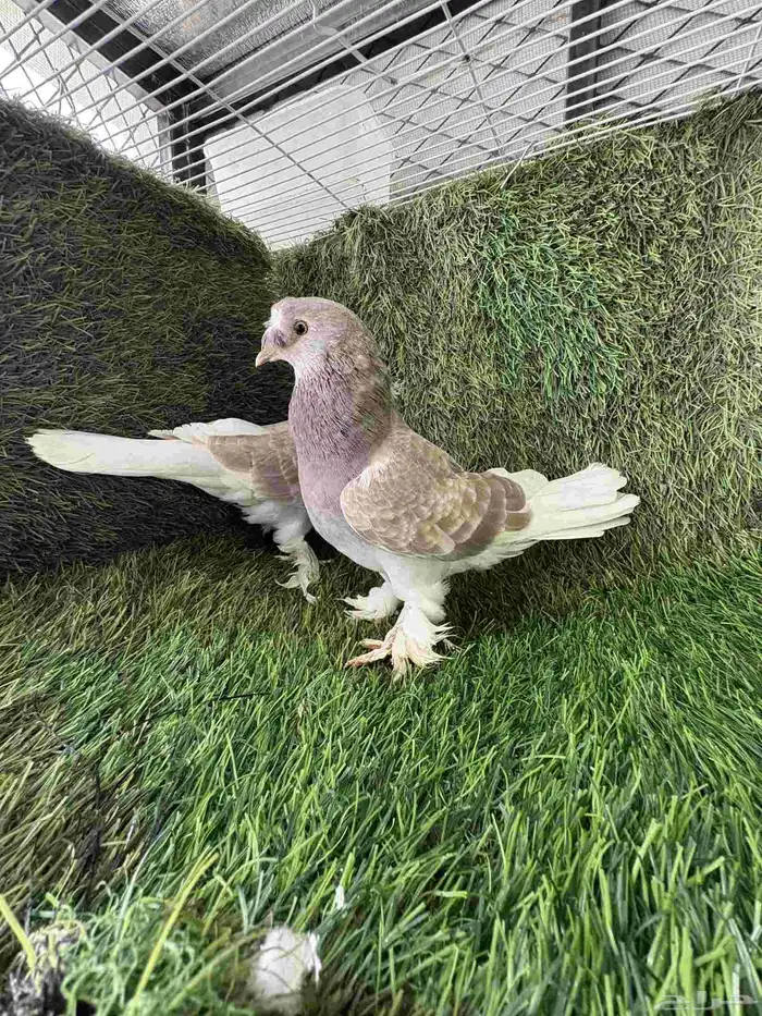 زوج تركي تفاحي 3