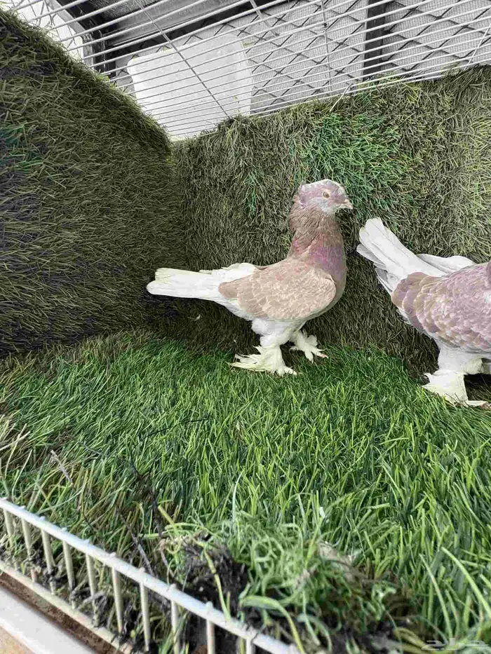 زوج تركي تفاحي 1