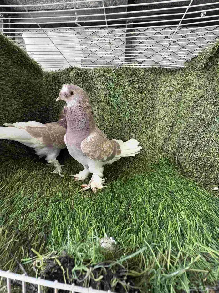 زوج تركي تفاحي 2