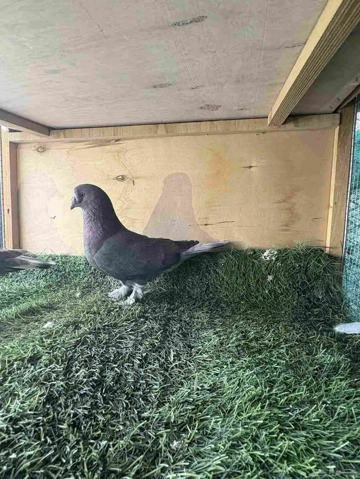 زوج تركي كرست 4