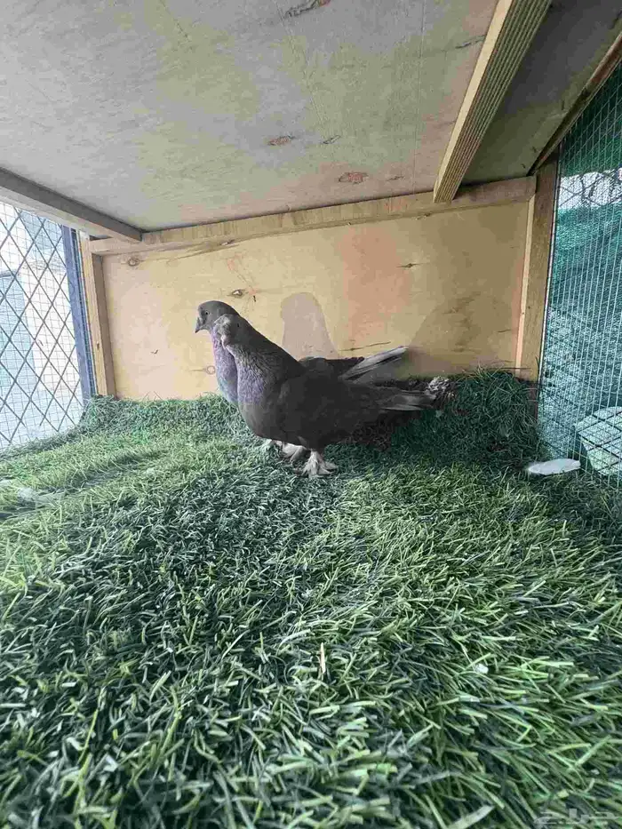 زوج تركي كرست 3