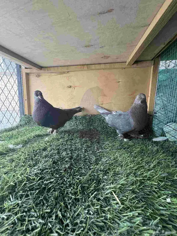 زوج تركي كرست 0