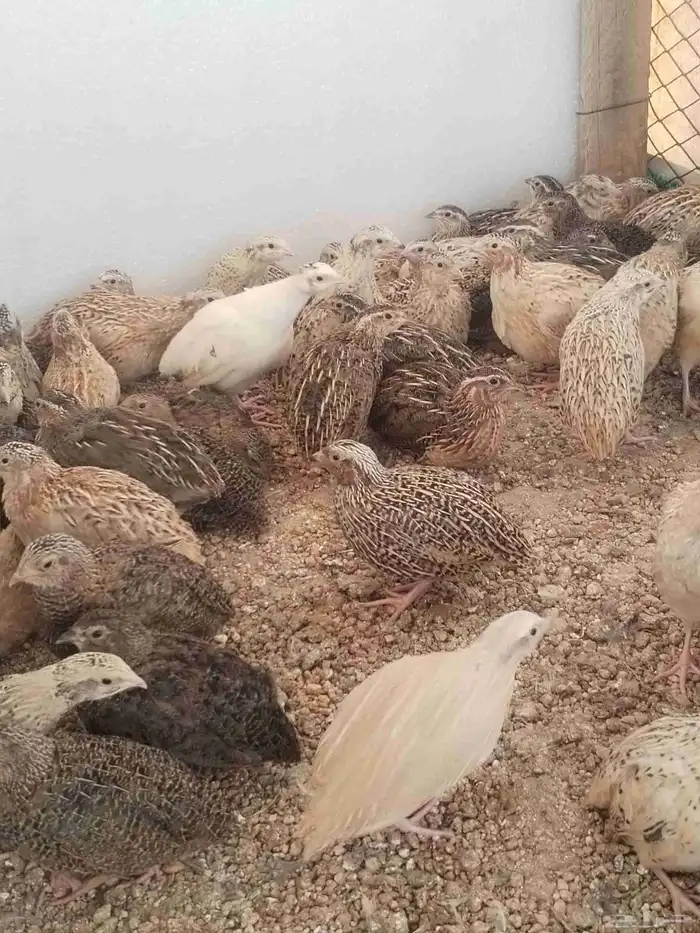 سمان للبيع 0