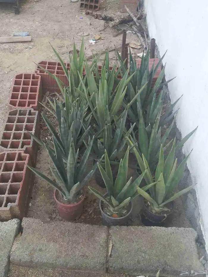 زريعه للبيع . 1