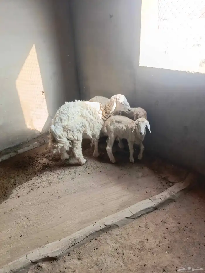 غنم حري للبيع طيبة ماشاء الله للذبيحه او ثلاجة 3