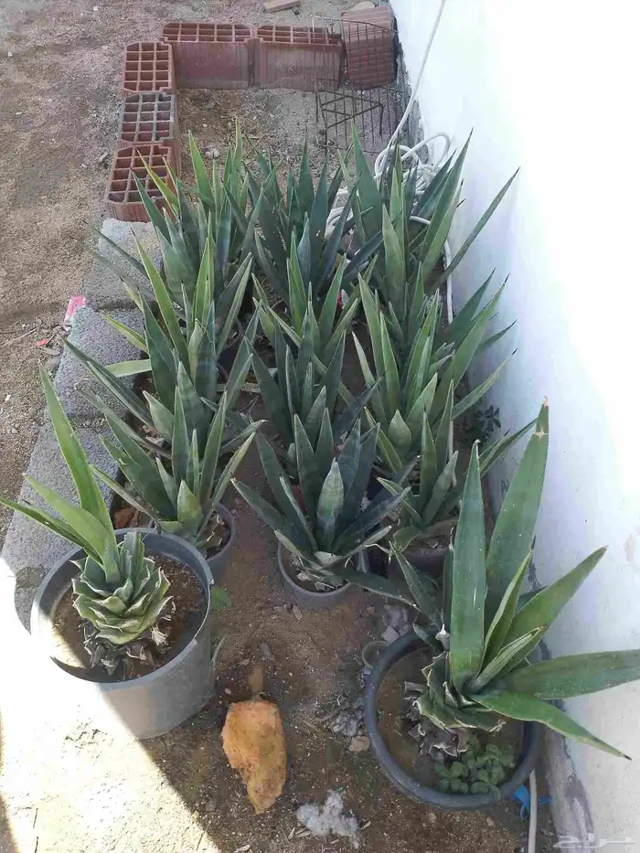 زريعه للبيع . 2