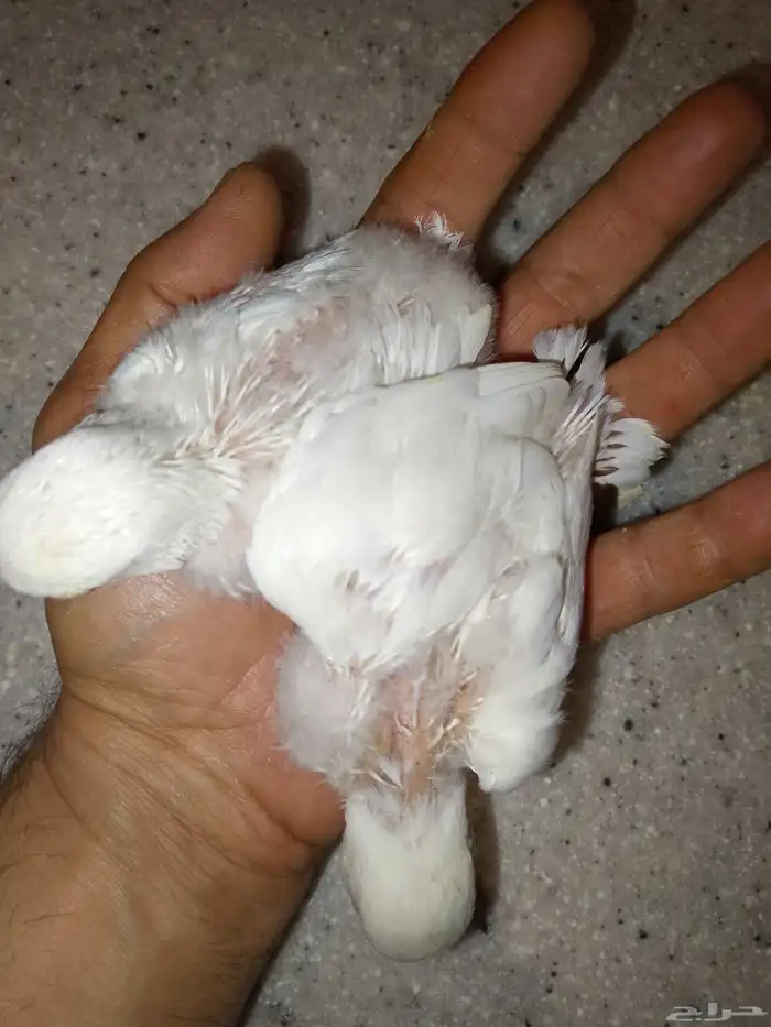 فرخين ببغاء روز البينو 1