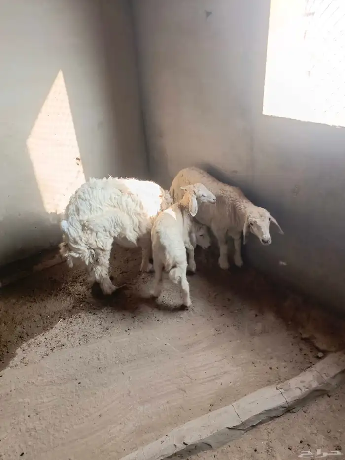 غنم حري للبيع طيبة ماشاء الله للذبيحه او ثلاجة 4