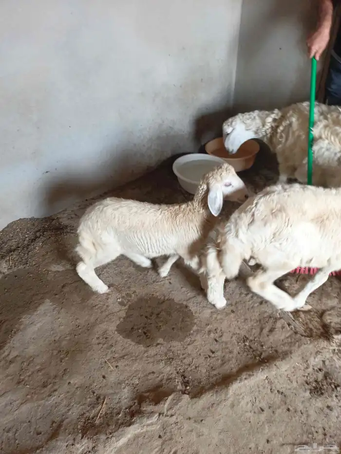 غنم حري للبيع طيبة ماشاء الله للذبيحه او ثلاجة 2