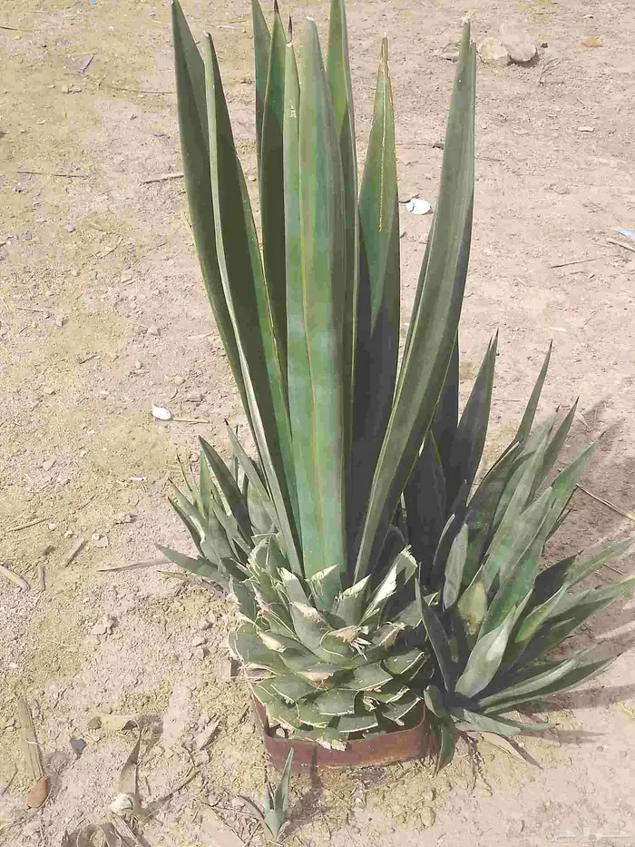 زريعه للبيع . 0