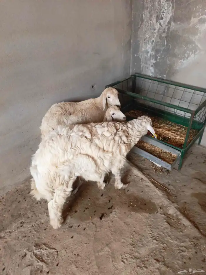 غنم حري للبيع طيبة ماشاء الله للذبيحه او ثلاجة 1