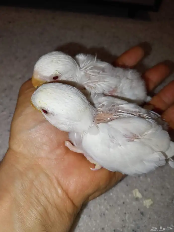 فرخين ببغاء روز البينو 0