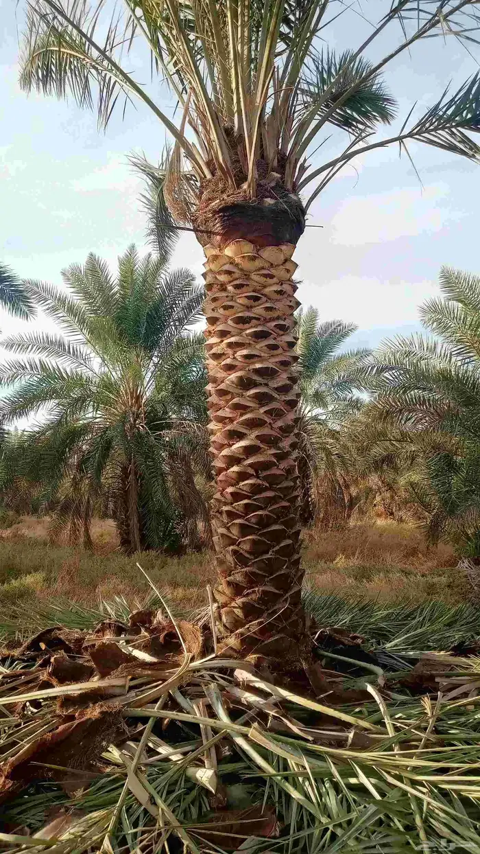 نخل للبيع على مترين الى ثلاثه متر 1