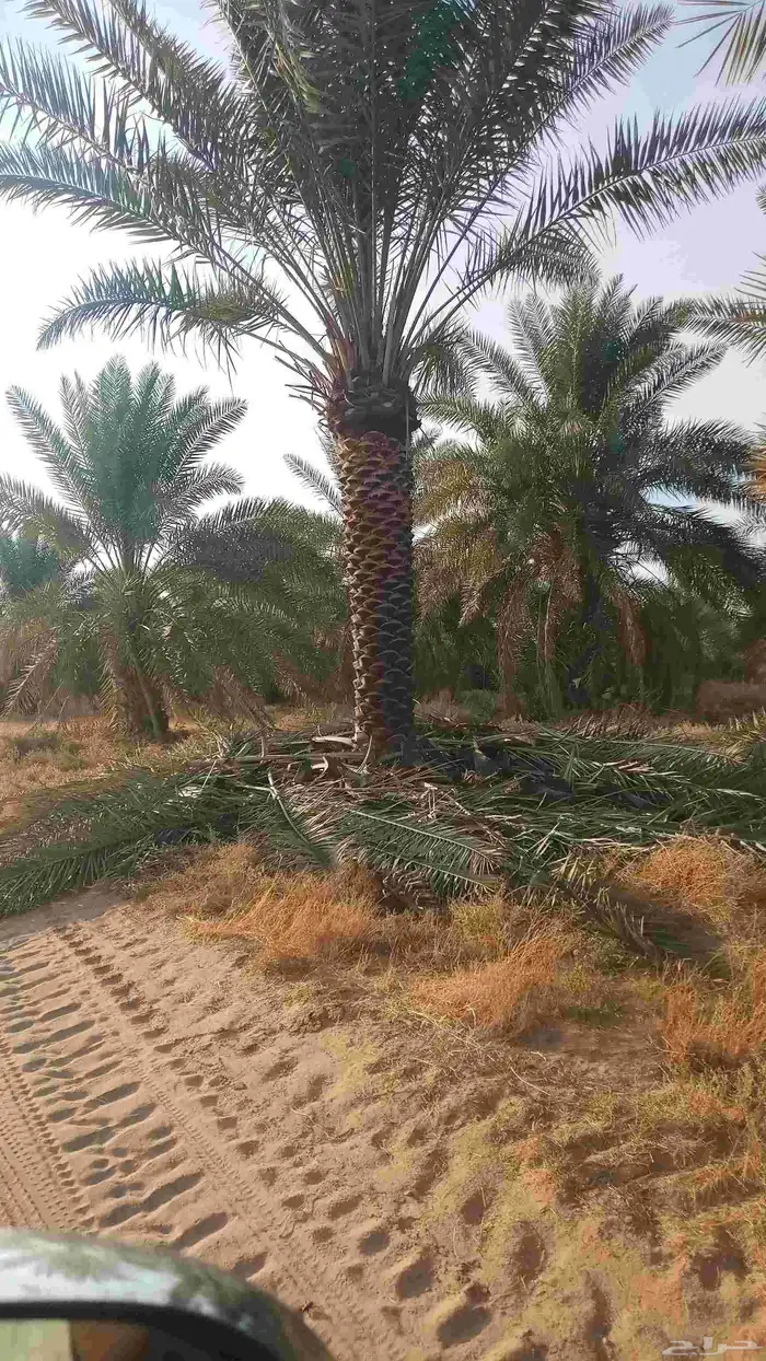 نخل للبيع على مترين الى ثلاثه متر 4