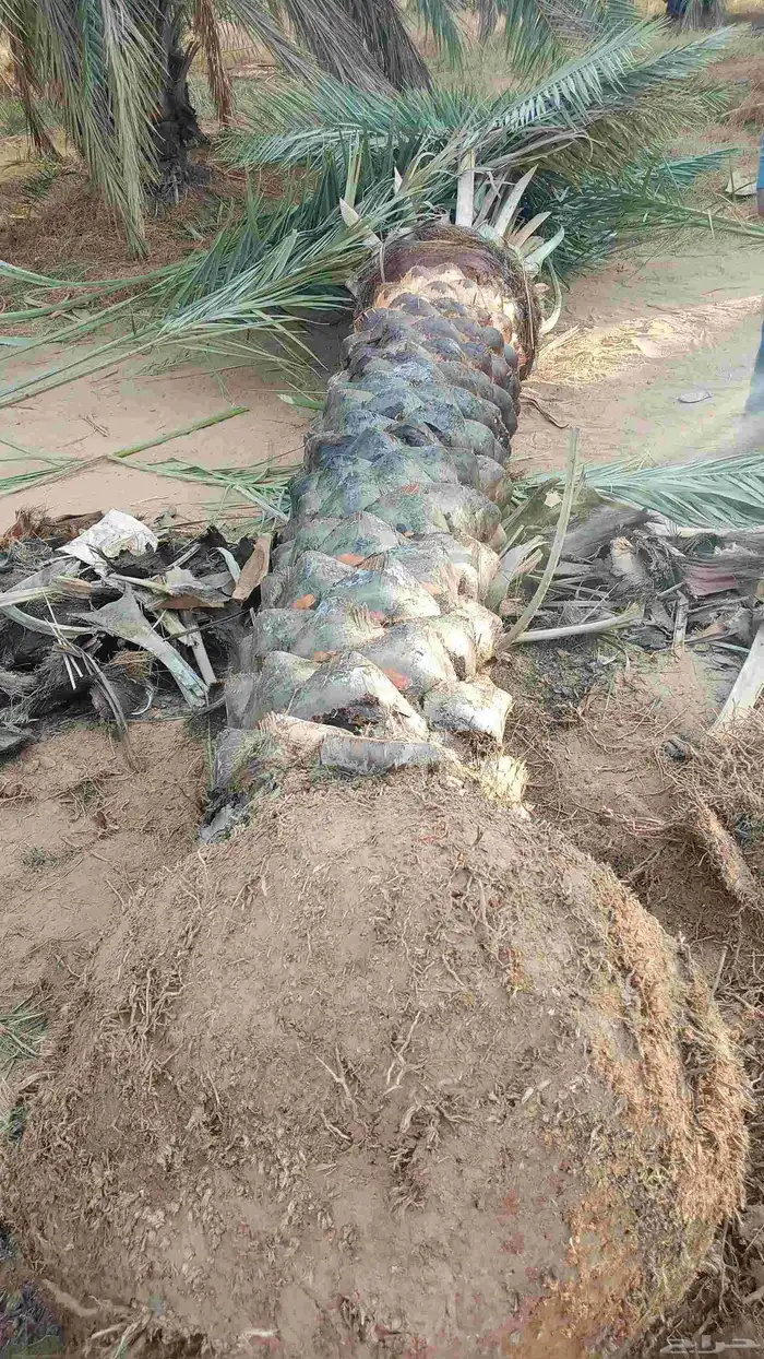 نخل للبيع على مترين الى ثلاثه متر 7